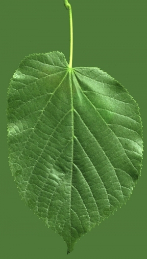 ModernPlant Leaves