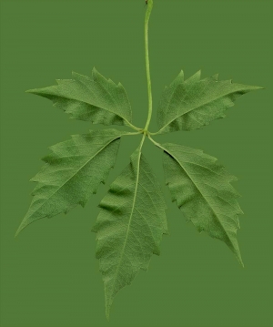 植物树叶-ID:103763106
