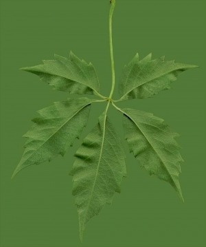 ModernPlant Leaves