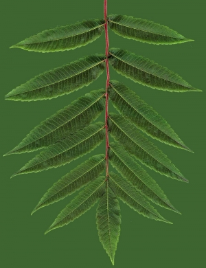 植物树叶-ID:169667964
