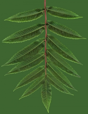 ModernPlant Leaves