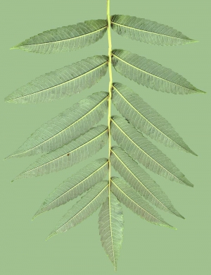 植物树叶-ID:603530428
