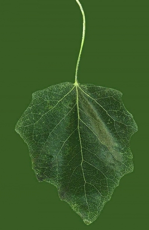 ModernPlant Leaves