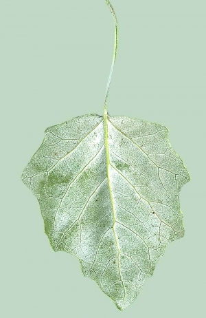 ModernPlant Leaves