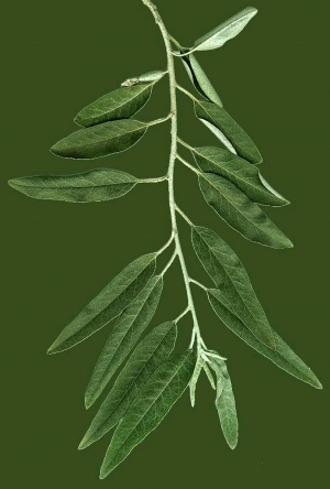 ModernPlant Leaves