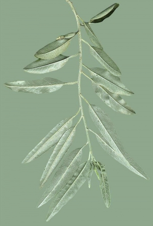 植物树叶-ID:243202925