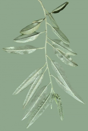 ModernPlant Leaves