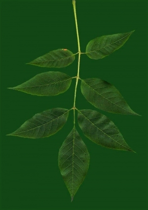 ModernPlant Leaves
