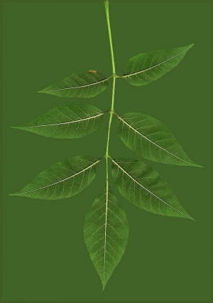 植物树叶-ID:782912978