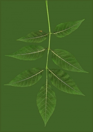 ModernPlant Leaves