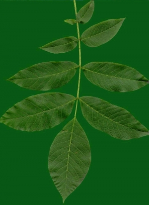 植物树叶-ID:474046959