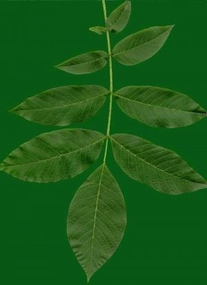 ModernPlant Leaves
