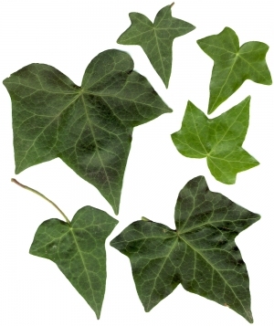 ModernPlant Leaves