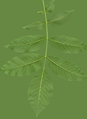 植物树叶-ID:540797002