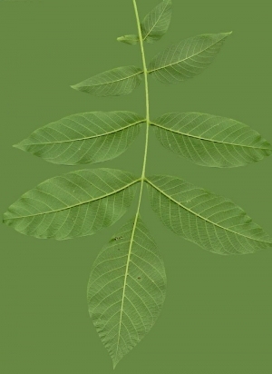 ModernPlant Leaves