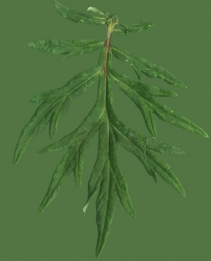 ModernPlant Leaves