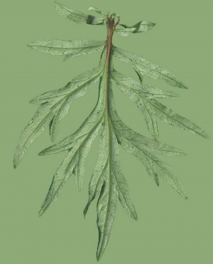 植物树叶-ID:826545959