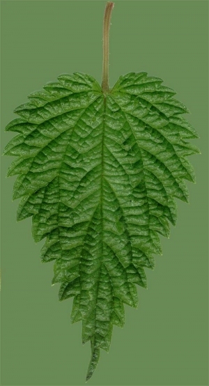 ModernPlant Leaves