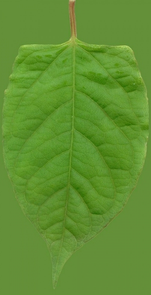 ModernPlant Leaves