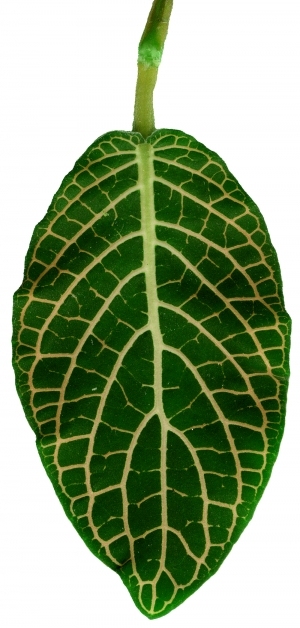 ModernPlant Leaves