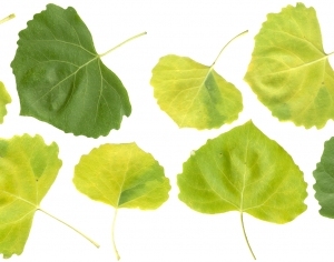 ModernPlant Leaves
