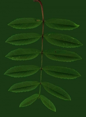 ModernPlant Leaves