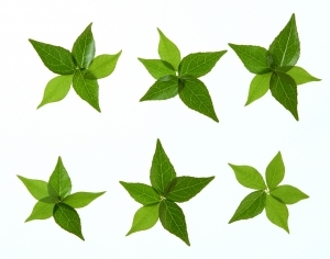 ModernPlant Leaves
