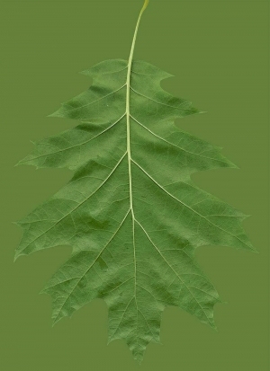 ModernPlant Leaves