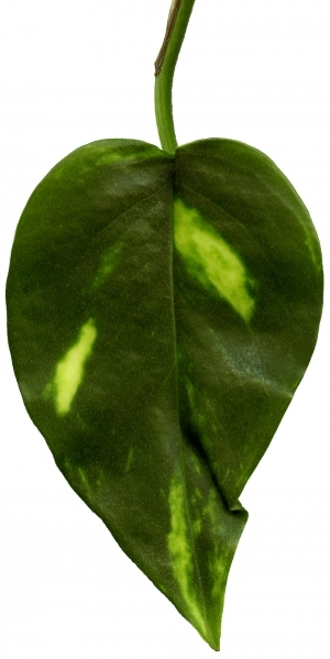 ModernPlant Leaves