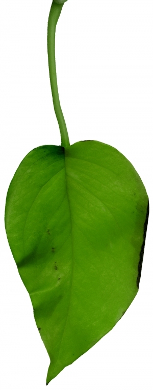 ModernPlant Leaves