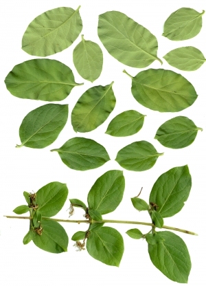 ModernPlant Leaves