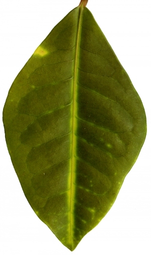 ModernPlant Leaves