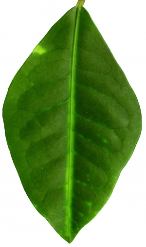 ModernPlant Leaves