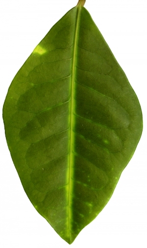 ModernPlant Leaves