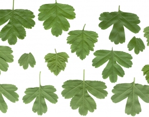 ModernPlant Leaves