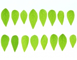 ModernPlant Leaves