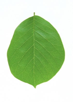 ModernPlant Leaves