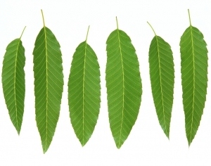 ModernPlant Leaves