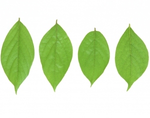 ModernPlant Leaves