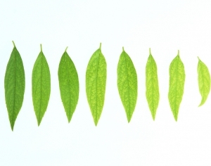 ModernPlant Leaves