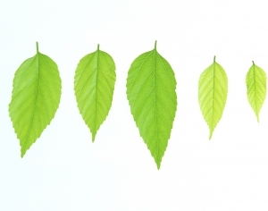 ModernPlant Leaves