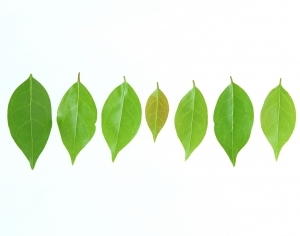ModernPlant Leaves
