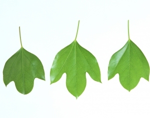 ModernPlant Leaves