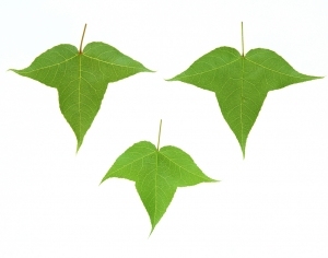 ModernPlant Leaves
