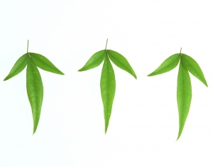 ModernPlant Leaves