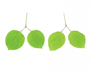 ModernPlant Leaves