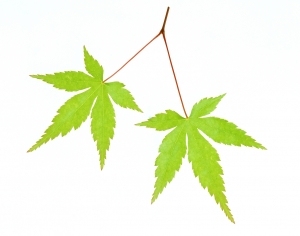 ModernPlant Leaves