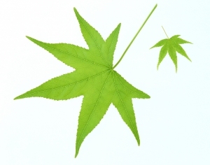 ModernPlant Leaves