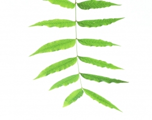 ModernPlant Leaves