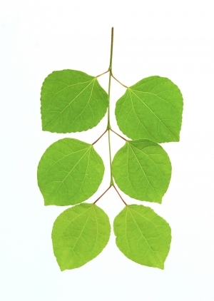 ModernPlant Leaves